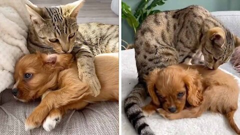 Funny cat with Puppy's