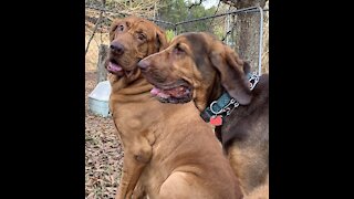 Bloodhound is heartbroken when his girlfriend leaves