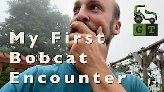 My First Bobcat Encounter | Geek Out