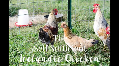 The Self Sufficient Icelandic Chicken