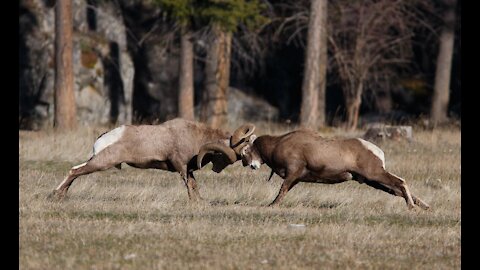 Angry Ram fight club