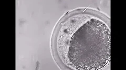 A nanobot takes the sperm and carries it to the egg cell, performing the fertilization process