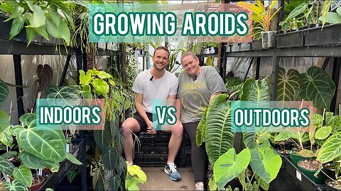 CHALLENGES & ADVANTAGES - Growing Aroids indoors vs outdoors - sit down with AJ from Growing Grounds