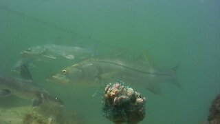 Snook – sheepshead & Catfish filmed Port Canaveral