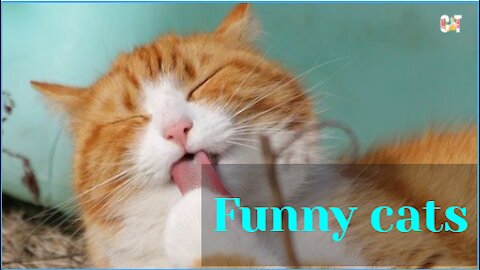 Funniest Cats 😹 - Don't try to hold back Laughter 😂 - Funny Cats Life