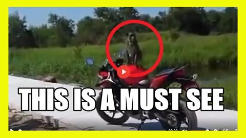 EVER SEEN A WOMAN GET INTO A FIST FIGHT WITH A MONKEY OVER A MOTORCYCLE? IT WAS A FIRST FOR ME.