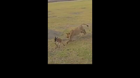 Memorable moment of lion with child of buffalo.