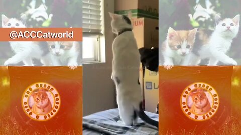 Funny Cats! 😹 OH MY! 🙀 Poor Kitty Was STUNNED By the Neighbors Fighting! 🥊🤺 (#126) #Clips