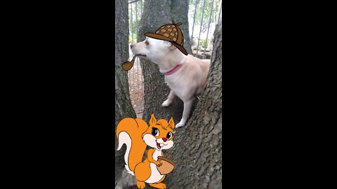 Luna & Squirrels... 🐕🐿️