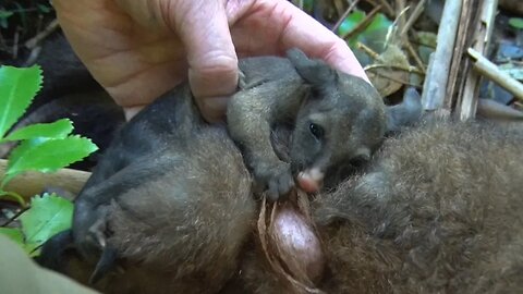 Joey Possums' fate following New Zealand 1080 Poison drops ...