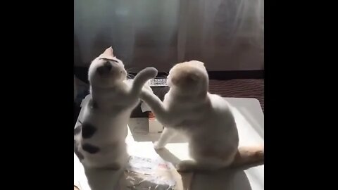 Cat Fight #ytshorts #shorts #PetpupFun #trending #viral