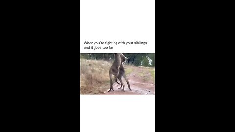 funny 😂 animal# fighting@