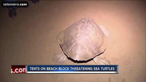 Overnight 4th of July beach setups can disrupt sea turtle nesting