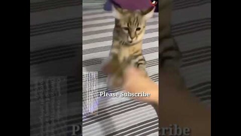 kung fu cat vs hand | funny cats compilation | cute cat videos