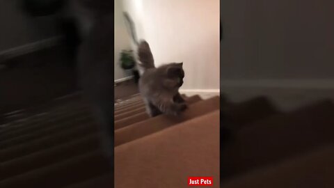 Speedy cat #shorts #tiktok #cute #funnyanimals