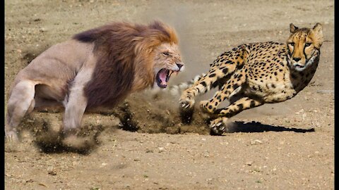 Lion Vs Cheetah Real fight to Death