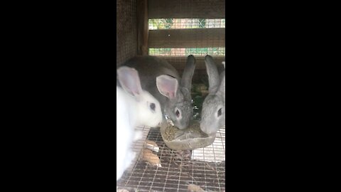 Unique breed of Rabbits