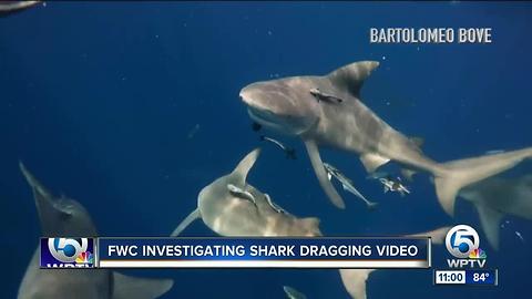 Outrage expressed over video showing boaters dragging shark