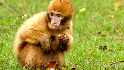 Little Monkey Eating Bread and Looks funny face