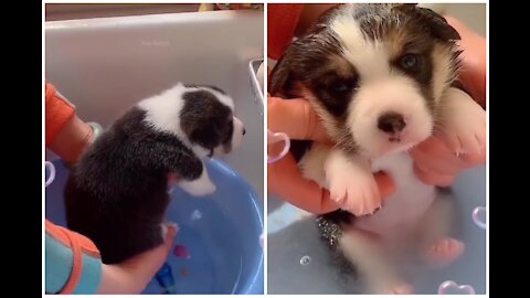 CUTE PUPPY BATHING AND DANCING IN THE WATER....