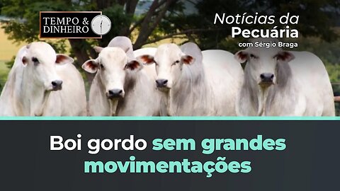 Boi gordo sem grande movimentação mantém pecuarista na retaguarda