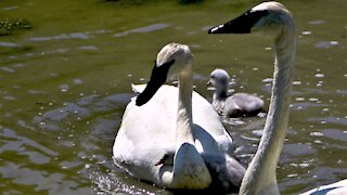 Baby swan gets head comically stuck in mother's neck