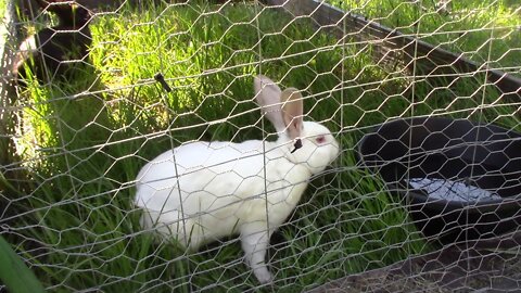 Homestead Kid Doing Rabbit Chores