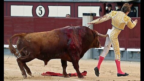 Dangerous Bull Fight Funny Compilation