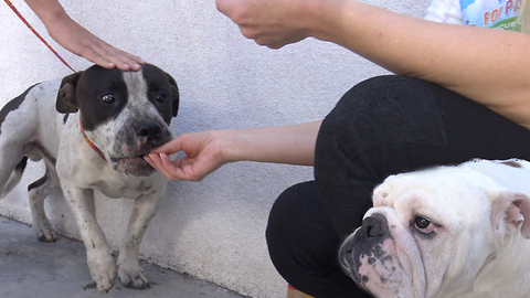 Pit Bull Gets Scared Of Rescuers, But A Cheeseburger Changes His Mind