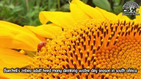 Ladybug or ladybird are running on yellow sunflower