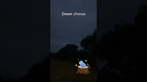 Waikato New Zealand Bird Sounds - Dawn Chorus #newzealand #birdsounds #earlymorning