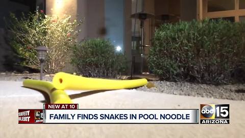 Buckeye family reports finding rattlesnakes inside pool noodle