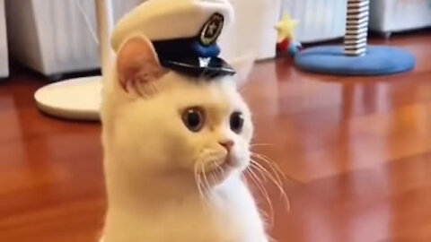 The cute captain Cat