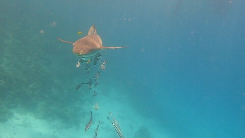 Slow motion Nurse Shark swims with Remora fish