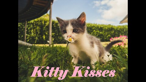 😽Kitty Kisses❤️Cuteness Overload❤️Positive Energy🌸Relaxing Music🌸Soothing Chill Out Lofi💮Good Vibes💮