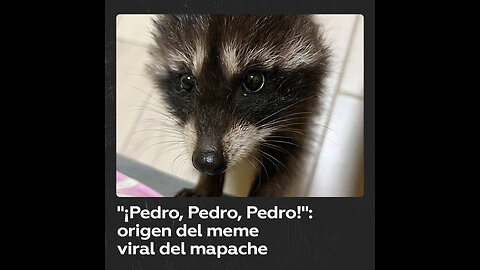 “¡Pedro, Pedro, Pedro!”: De dónde salió el video viral de ‘Pedro, el mapache’