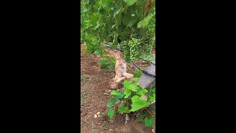 rabbit eat unripe grapes with taste