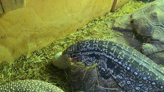 Female tegu plays with tennis ball