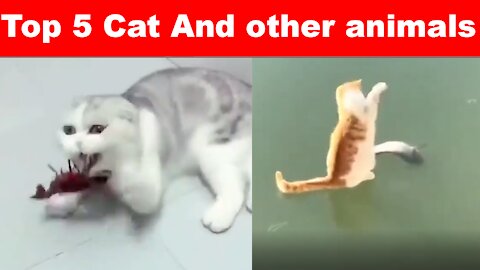 Top 5 Funny Cats And Other Animals 😹😻😸 Top 5 Pet Clips