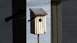 Carolina Chickadees: An adorable, year-round native bird species in the southeastern United States