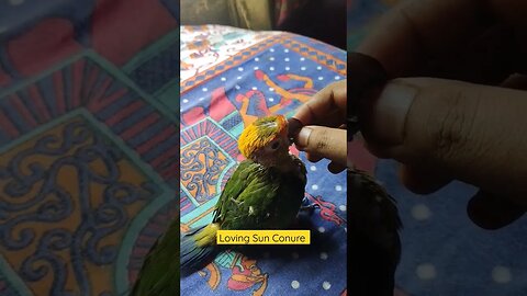 Loving Sun Conure l #shorts l #sunconure l @BikisAviary