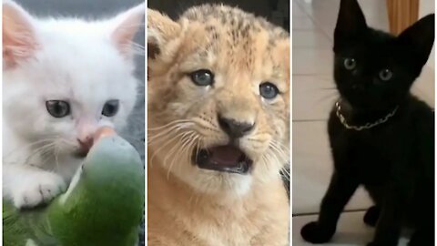 Black cat ,white cat,lion,tiger