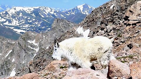 Mountain Goats with BABIES Mount Evans Colorado Rocky Mountains Wildlife Viewing Rockies Van Life