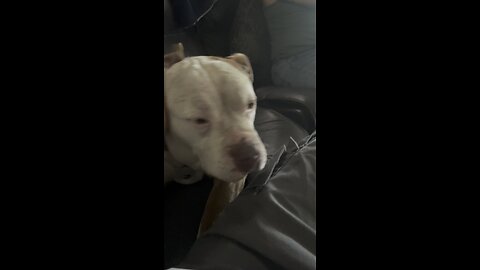 A smoke session with Jenson the pitbull and Erika