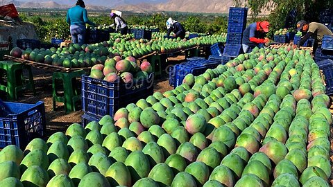 Australian Farmers Produce Thousands Of Tons Of Mangoes This Way - Australian Farming