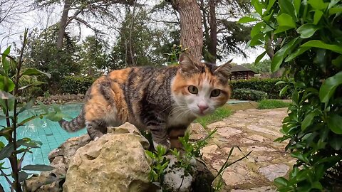 The stray cat that saw a camera for the first time.