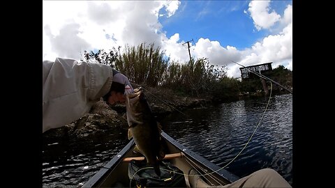 Florida Bass on the Fly with Top Water Poppers