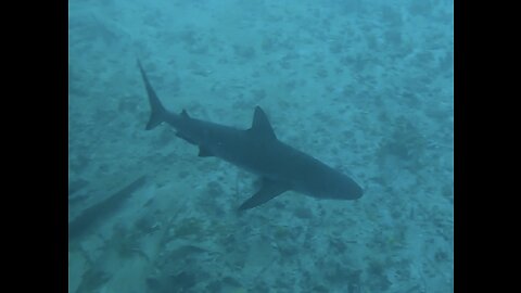 Memorial Day Diving Fun