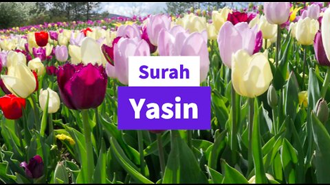 Beautiful Surah Yasin Recitation (Tilawat)