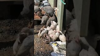 Baby guinea fowl keets 💕